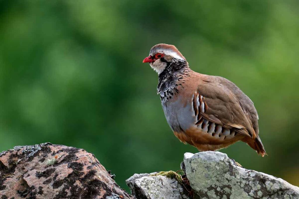 Una perdiz roja.