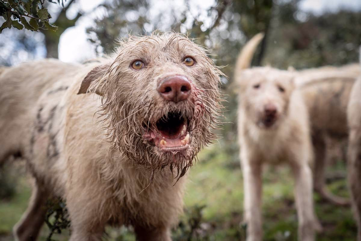 Perro de rehala.