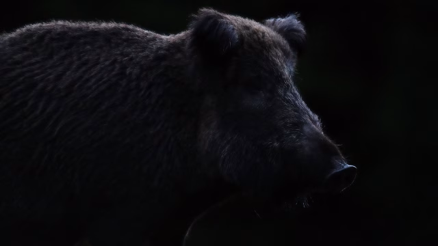 Un jabalí en la noche