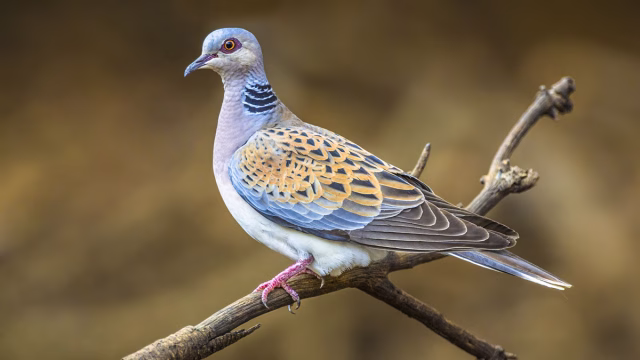 tórtola europea
