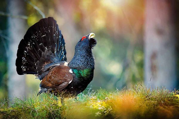 Un macho de urogallo cantando