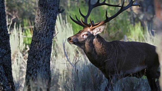 Un venado.
