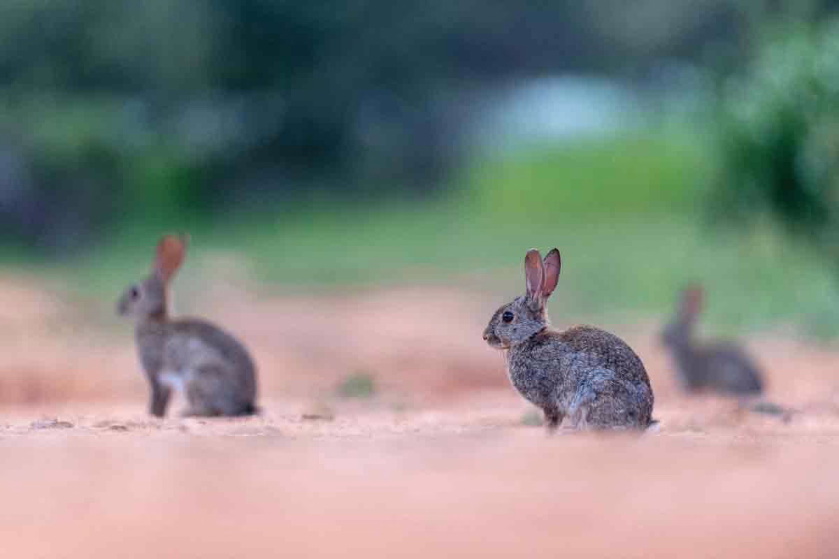 Conejos y liebres transmiten la leishmaniosis que ataca a humanos y perros: así lo confirma un estudio español