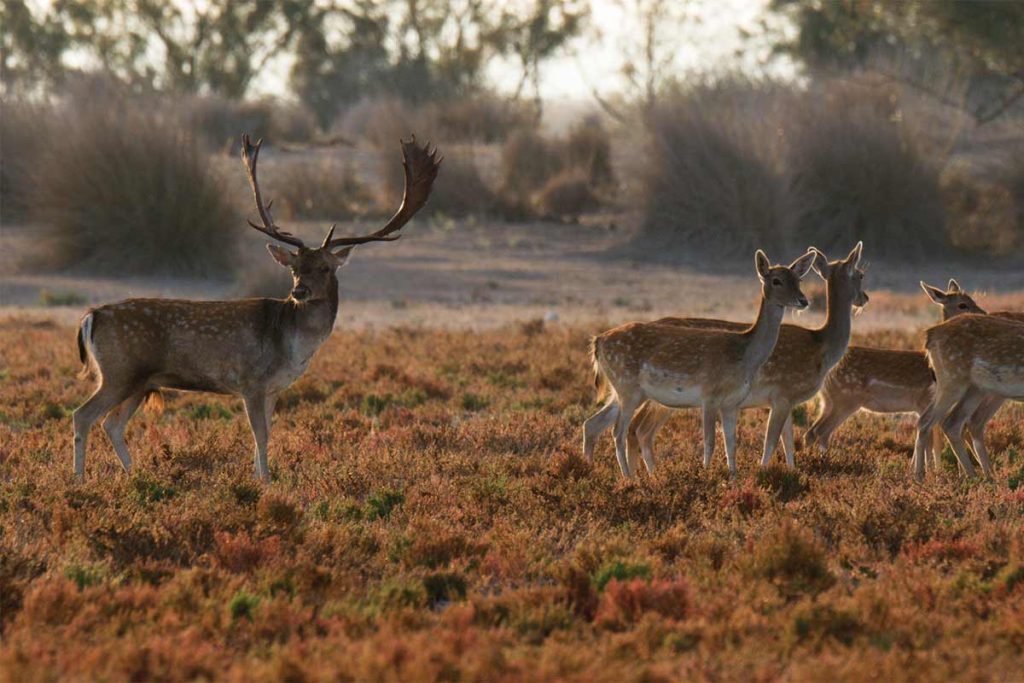 Gamos en Doñana