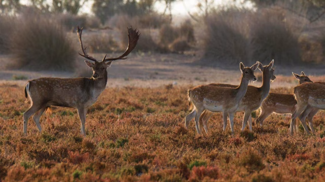 Gamos en Doñana