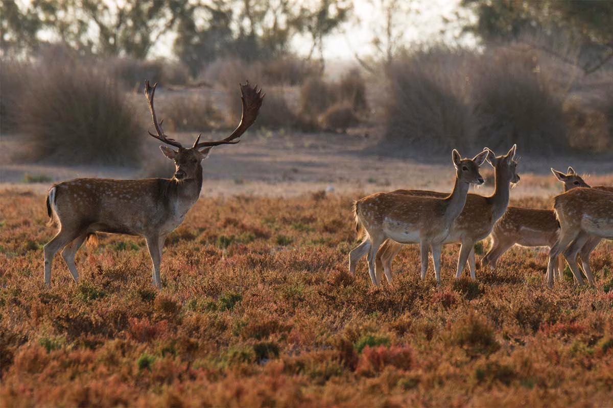 Gamos en Doñana
