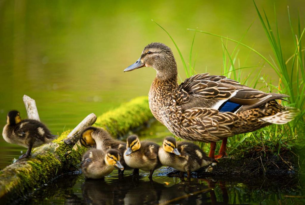 Una hembra de ánade real con sus patitos