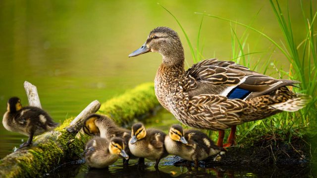 Una hembra de ánade real con sus patitos
