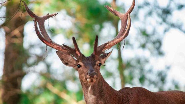 Un ciervo de Grazalema