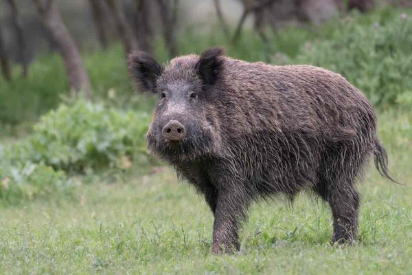 La FAMP y la Federación Andaluza de Caza exploran nuevas vías de colaboración para mejorar la gestión de la fauna silvestre