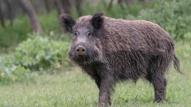 La FAMP y la Federación Andaluza de Caza exploran nuevas vías de colaboración para mejorar la gestión de la fauna silvestre