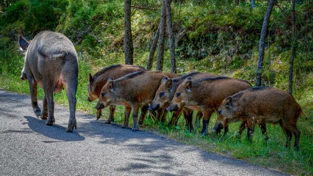 Piara de jabalíes en una carretera.