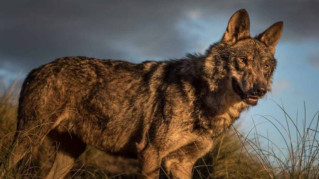 Lobo ibérico.