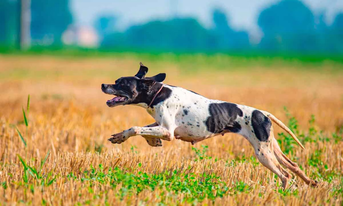 Un perro de caza durante la media veda.
