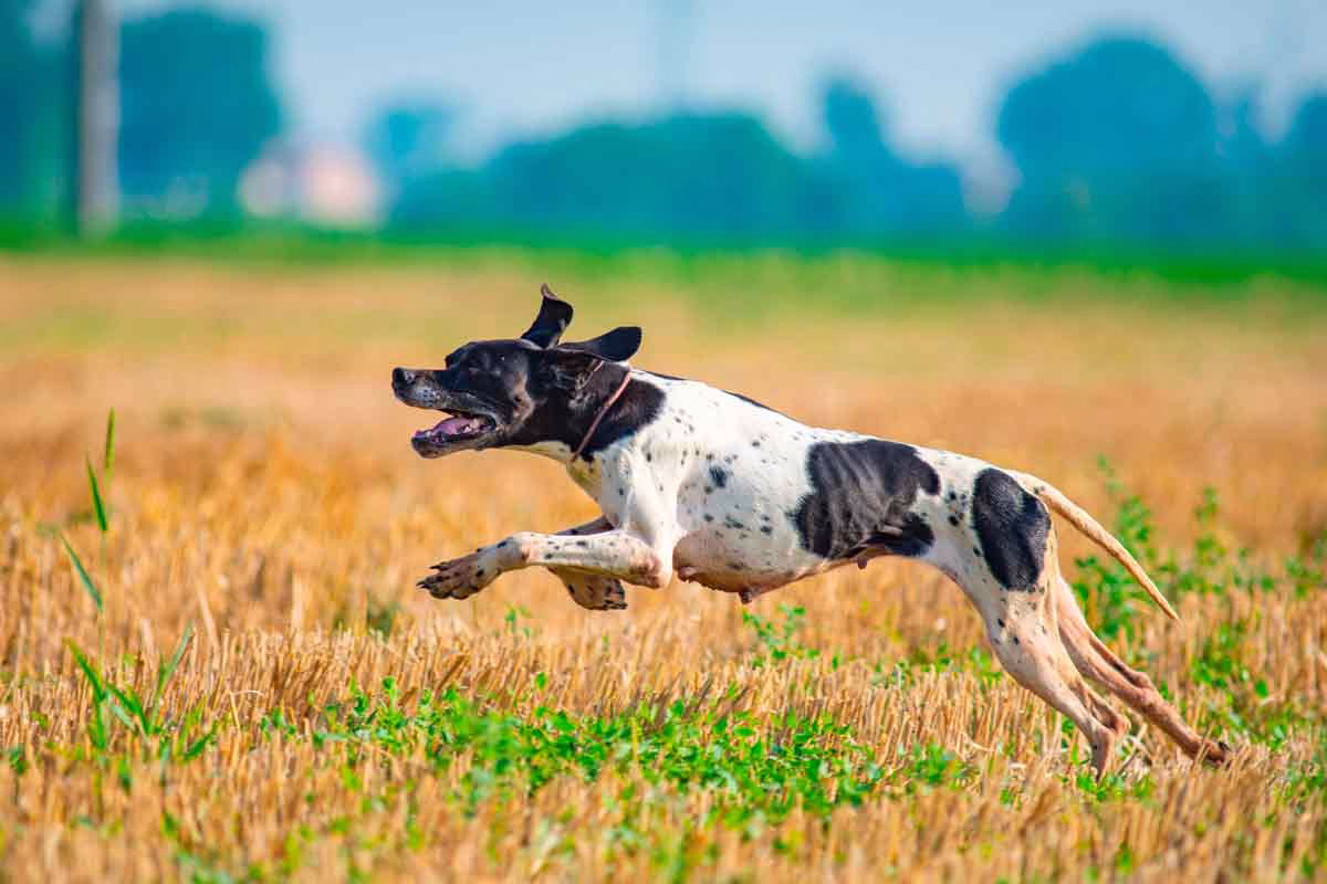 Un perro de caza durante la media veda.