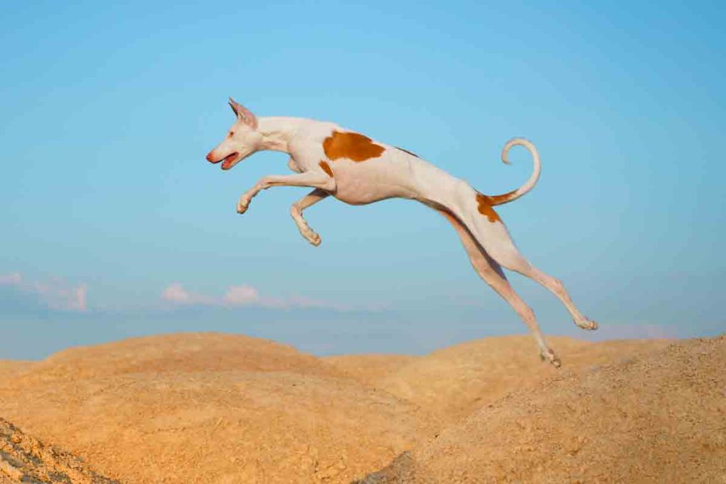 Podenco ibicenco.