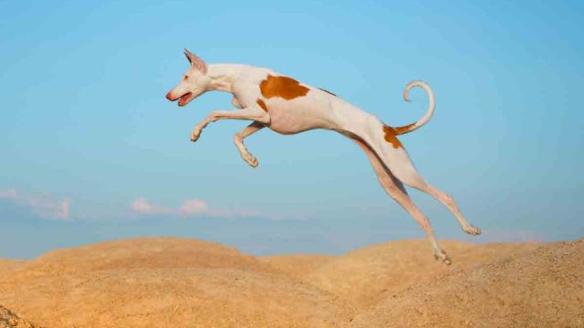 Podenco ibicenco.