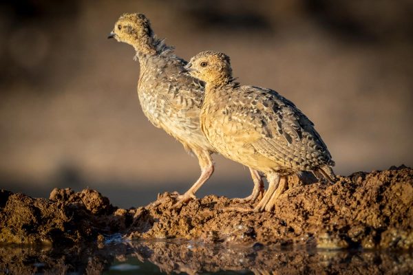 Dos pollos de Perdiz roja.