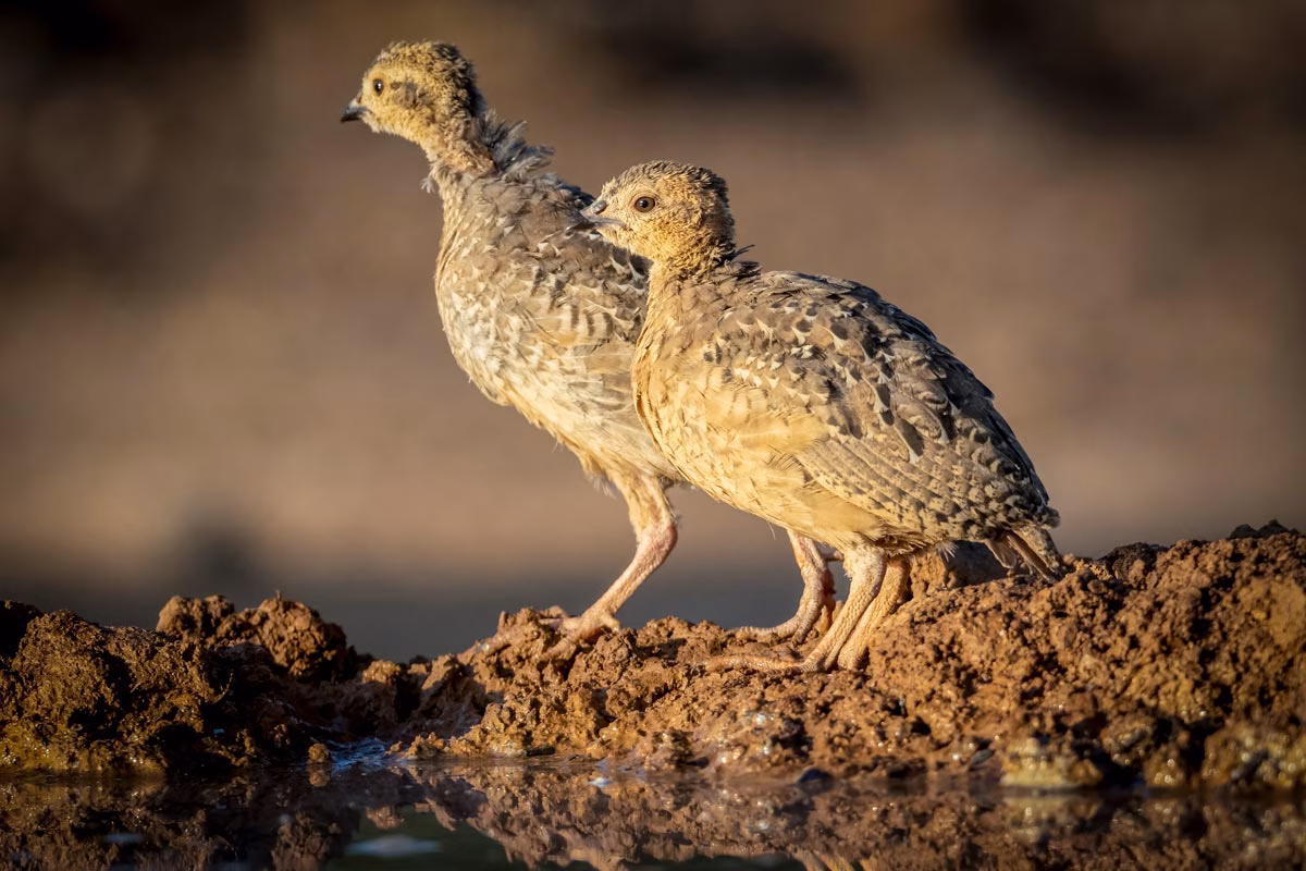 Dos pollos de Perdiz roja.