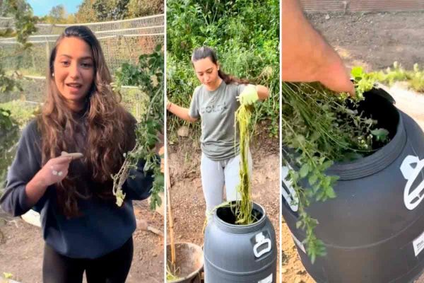 Este purín casero a base de ortigas arrasa en redes: fertilizante, fungicida e insecticida con una sola receta natural