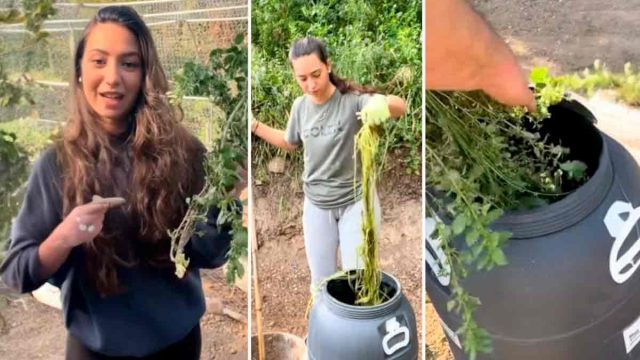 Este purín casero a base de ortigas arrasa en redes: fertilizante, fungicida e insecticida con una sola receta natural