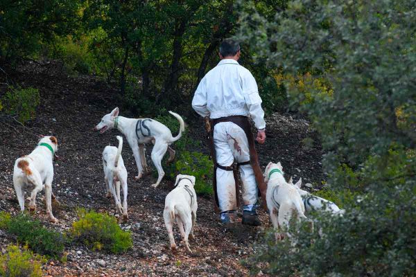 Una rehala en una montería.