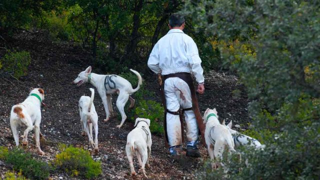 Una rehala en una montería.