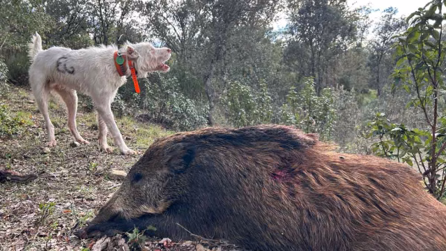 Un perro de rehala.