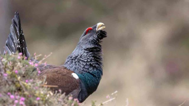 Urogallo en celo.