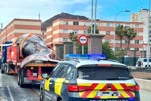 Una ballena de 27 toneladas atraviesa el centro de Las Palmas y deja atónitos a los conductores