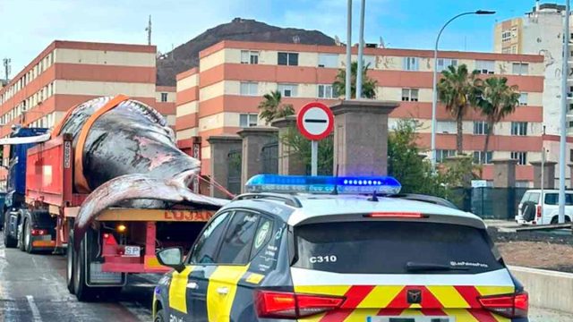 Una ballena de 27 toneladas atraviesa el centro de Las Palmas y deja atónitos a los conductores
