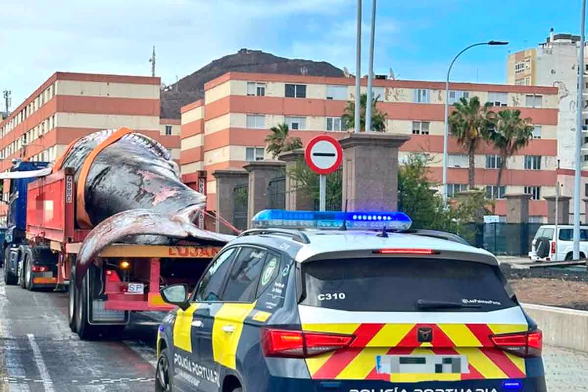 Una ballena de 27 toneladas atraviesa el centro de Las Palmas y deja atónitos a los conductores