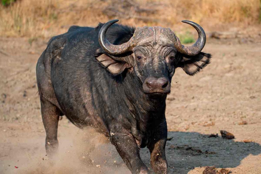 Búfalo.