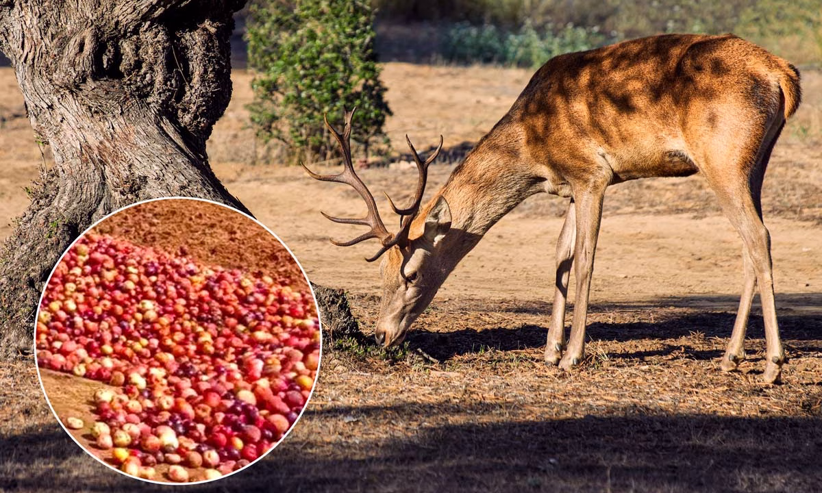Un ciervo ibérico comiendo.