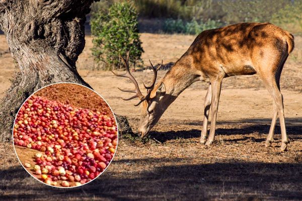 Un ciervo ibérico comiendo.