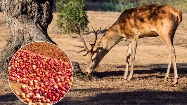 Un ciervo ibérico comiendo.