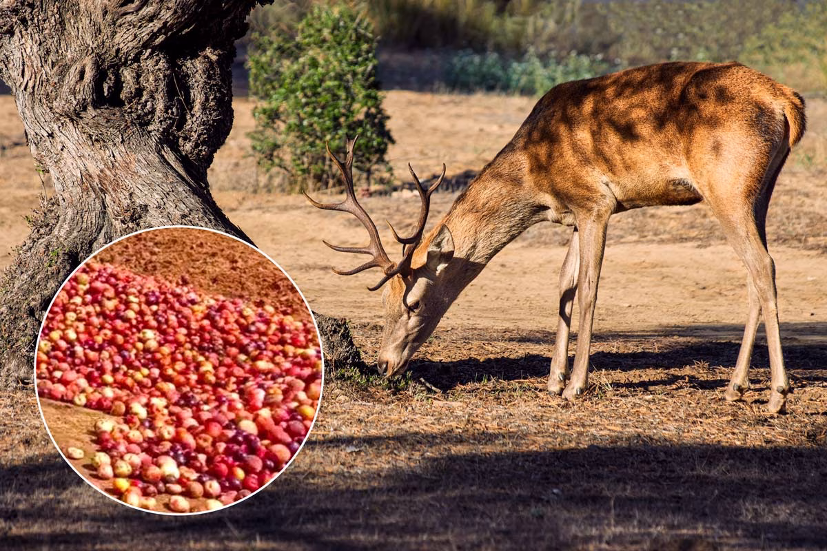 Un ciervo ibérico comiendo.