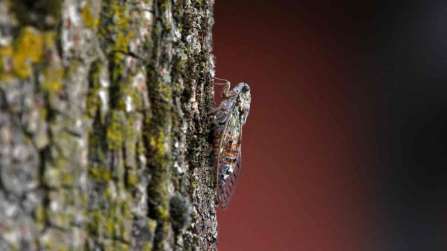 Cigarra común.