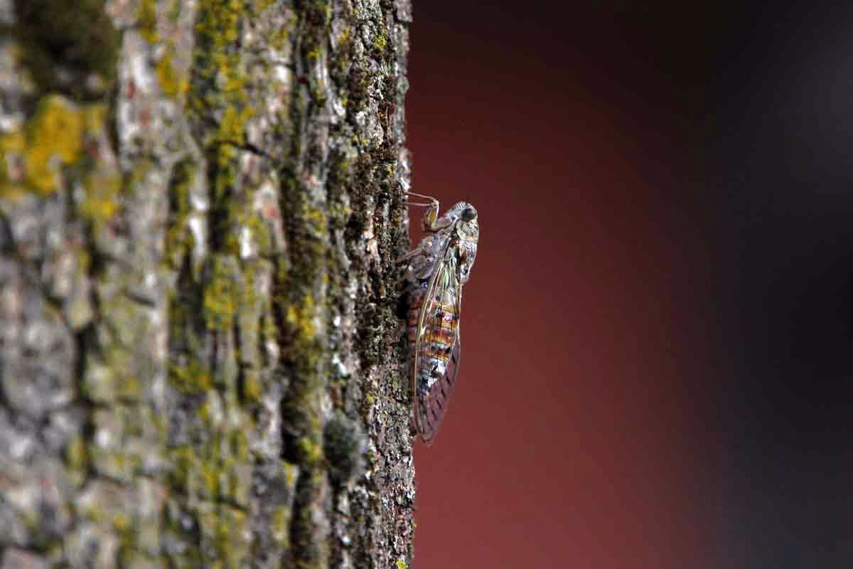 Cigarra común.