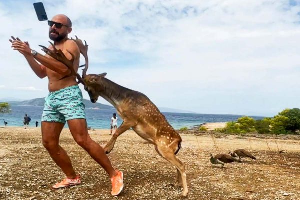 El gamo en el momento de atacar al veraneante.