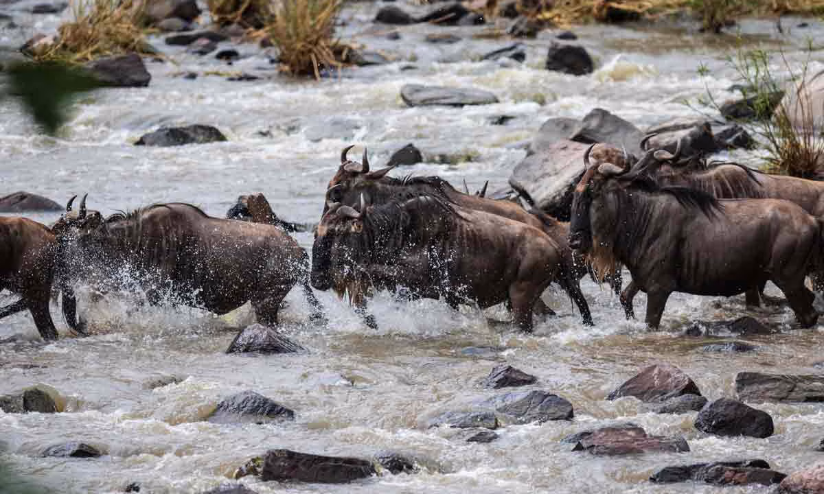 La gran migración africana.