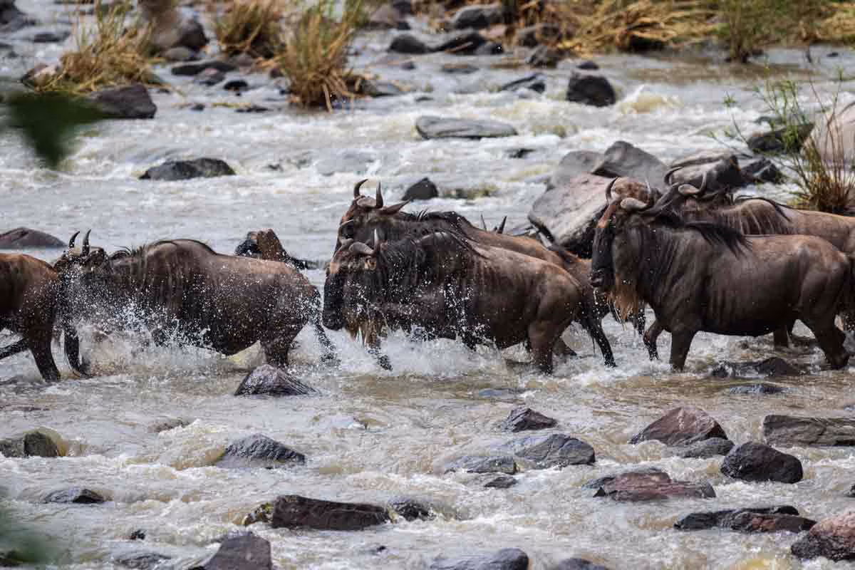 La gran migración africana.