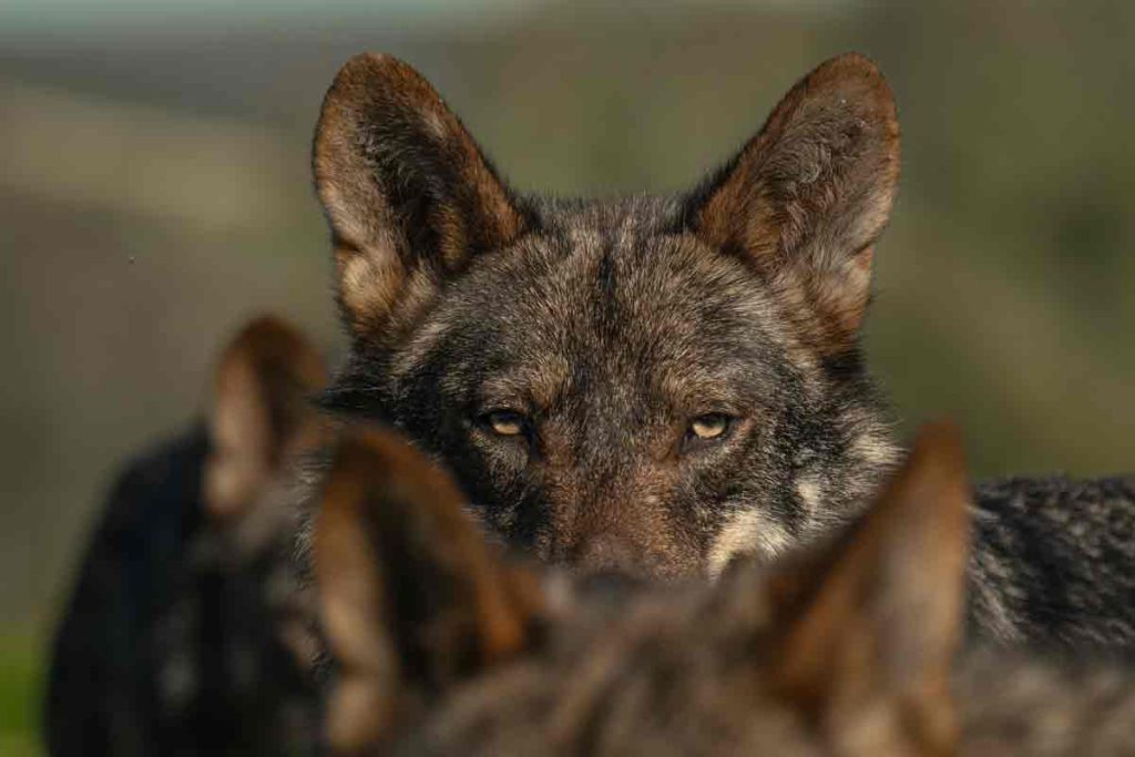 LOBO-ZAMORA