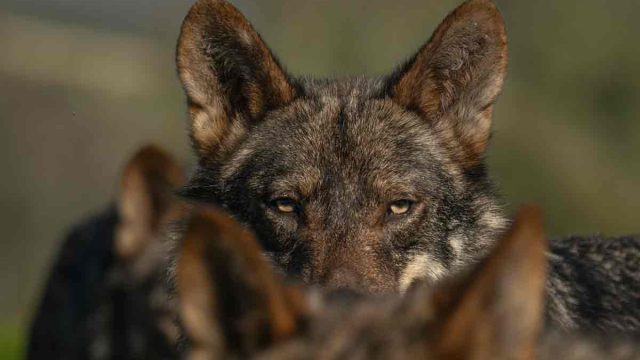 LOBO-ZAMORA