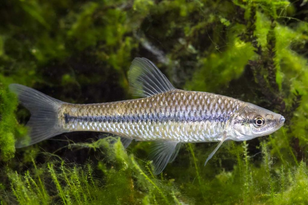 Pseudorasbora parva, el pez que trataban de erradicar