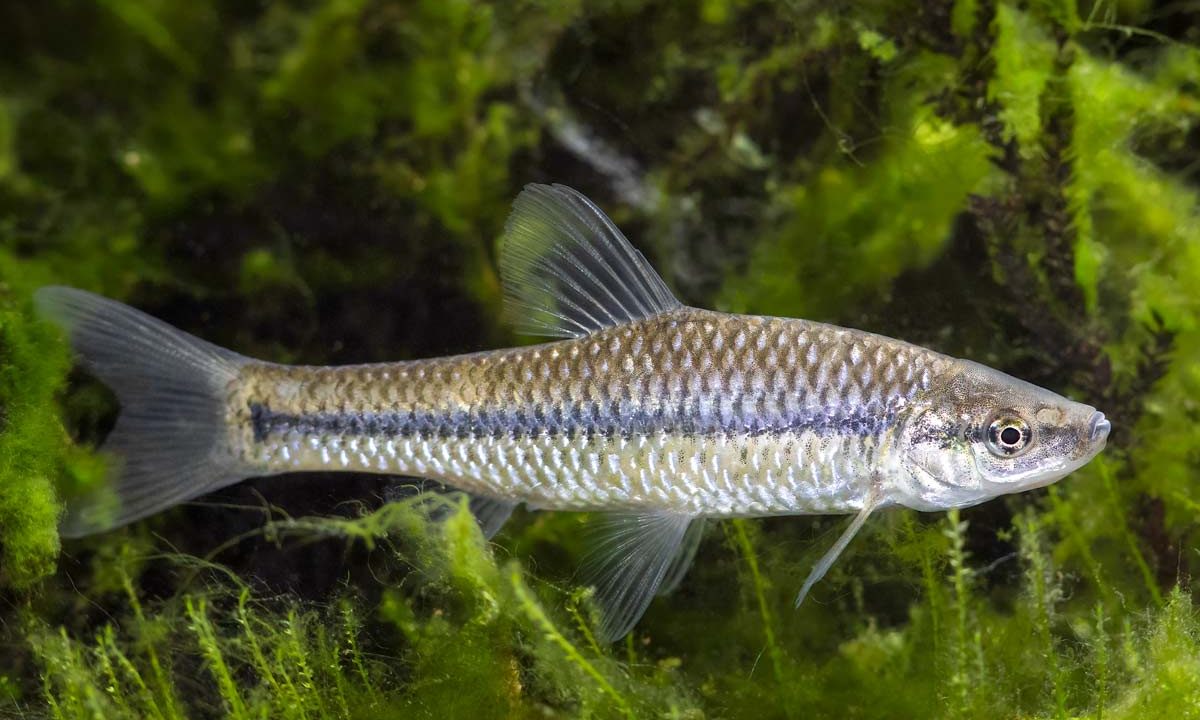 Pseudorasbora parva, el pez que trataban de erradicar