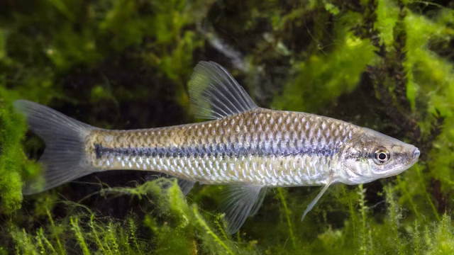 Pseudorasbora parva, el pez que trataban de erradicar