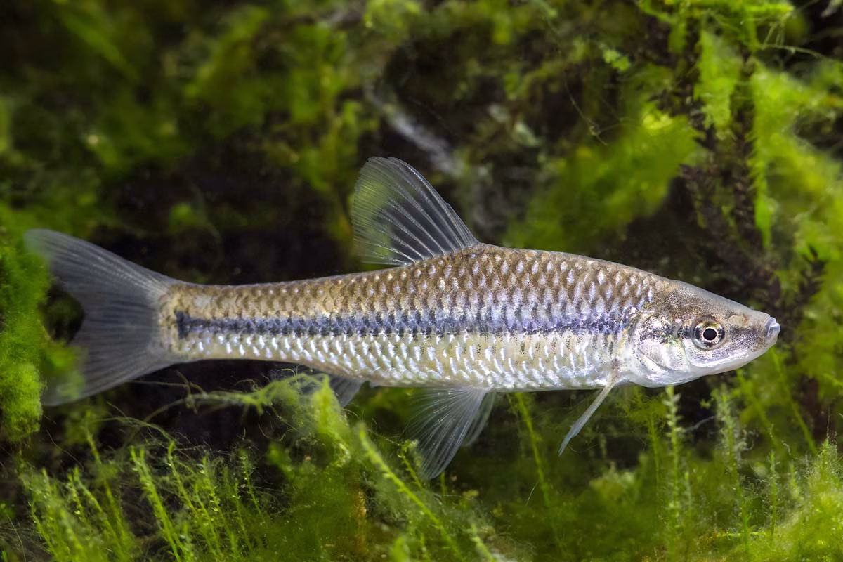 Pseudorasbora parva, el pez que trataban de erradicar