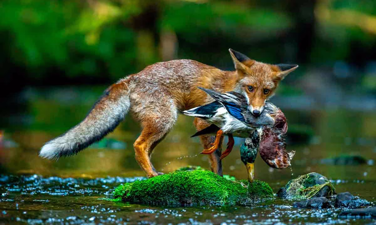 Un zorro con un pato en la boca.