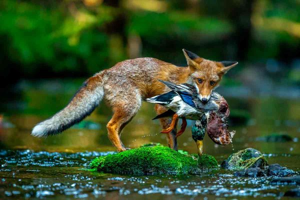 Un zorro con un pato en la boca.
